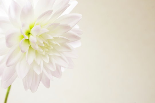 56 706 件の最適な 白いダリア 画像 ストック写真 ベクター Adobe Stock 56 706 件の最適な 白いダリア 画像 ストック写真 ベクター Adobe Stock
