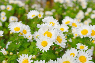 Obraz na płótnie Canvas 白い小菊の花壇