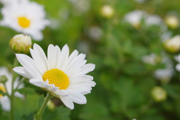 白い小菊