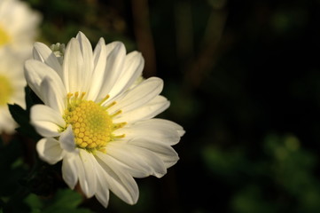 秋の日差しの中で咲く白い小菊