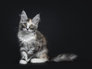 Fototapeta na wymiar Majestic tortie Maine Coon cat kitten girl sitting side ways isolated on black background looking at camera with tail behind body