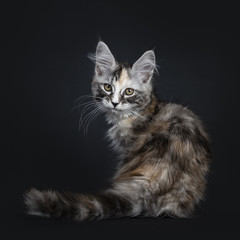 Fototapeta na wymiar Majestic tortie Maine Coon cat kitten girl sitting backwards isolated on black background looking at camera over shoulder