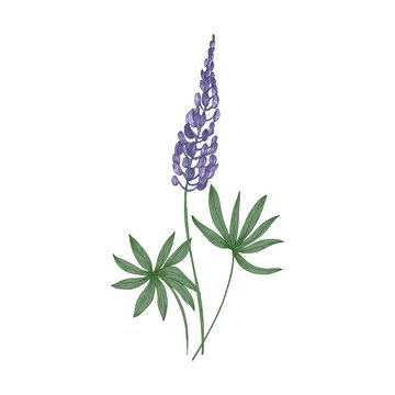 Elegant botanical drawing of Lupine purple flowers and green leaves isolated on white background. Beautiful wild meadow flowering herbaceous plant. Floral vector illustration in vintage style.
