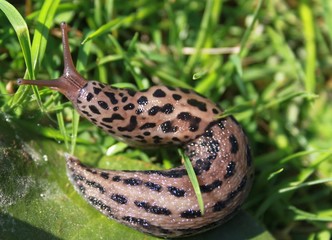  Limax maximus © Imke