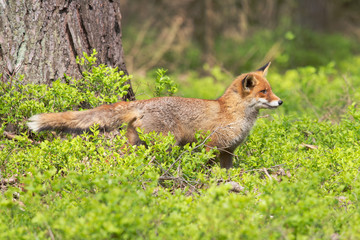 Red fox in the woods(Vulpes vulpes)