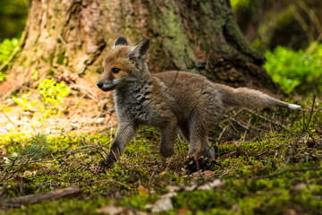 Naklejka na ściany i meble Red fox in the woods(Vulpes vulpes)