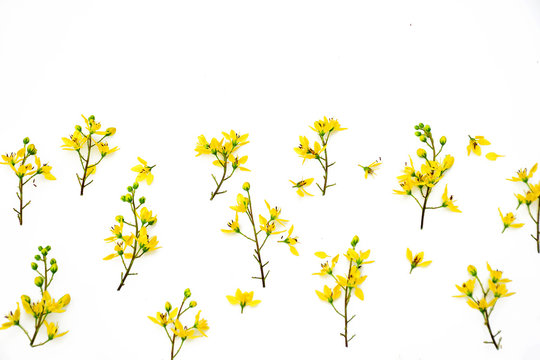 Beautiful Yellow Flowers Isolated On White Background