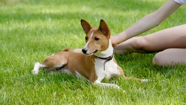Portrait of basenji dog lying near his female owner on green lawn in summer park. Slow motion. HD