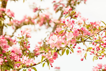 Obraz na płótnie Canvas Japanische Kirschblüte