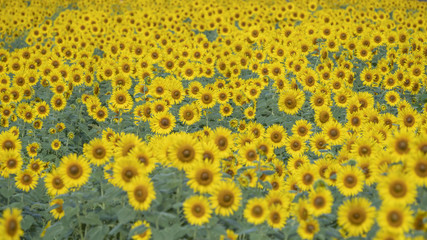 Sunflower field