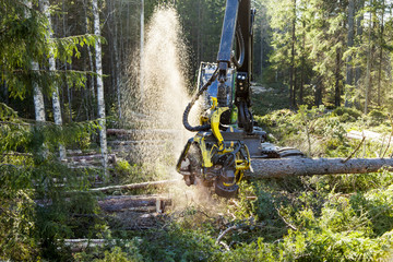Feller buncher in forest