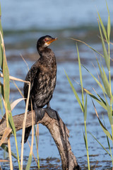 Cape Cormorant