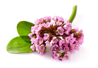 Close-up view to pink flower bergenia (also called elephant-ear, badan, Siberian tea, Mongolian tea, leather bergenia) isolated on white background. Bergenia crassifolia.