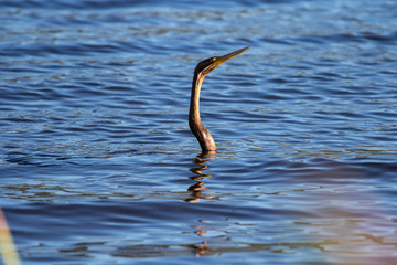 Cape Cormorant