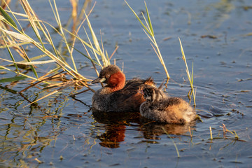 Little Grebe