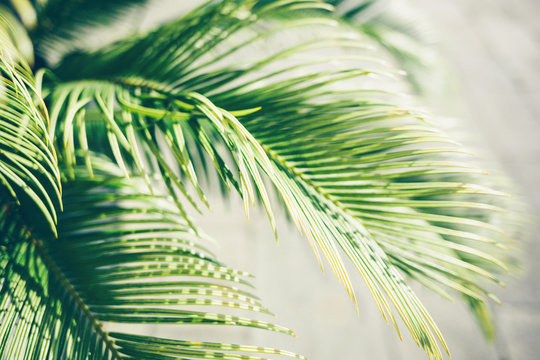 Palm leaves in sunlight. Nature tropical background.