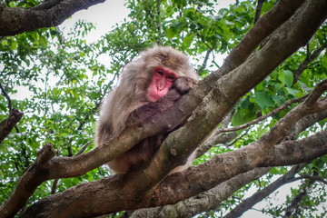 Japanese macaque on a tree, Iwatayama monkey park, Kyoto, Japan
