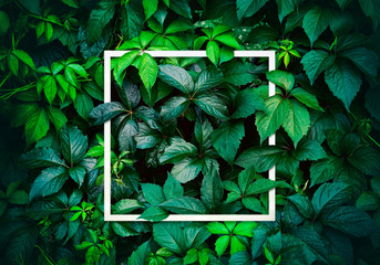 Nature concept. Layout with texture a green leaf close-up. Background with Leaves vintage dark green color and white frame.