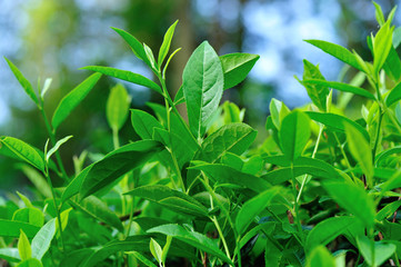Growing green tea plants in spring mountains