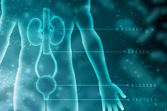 2d rendering human kidneys