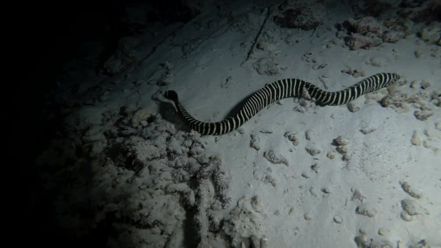 Zebra Moray Eel - Gymnomuraena zebra swim at night over the sandy bottom
