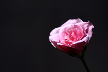 Beautiful pink rose in black background