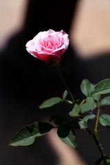 Beautiful pink rose in black background