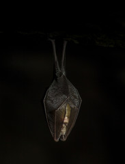 Close up small sleeping horseshoe bat covered by wings, hanging upside down on top of cold natural rock cave while hibernating. Creative wildlife photography. Creative black background.