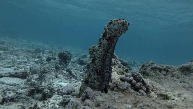 Graeffe's Sea Cucumber, Pearsonothuria graeffei stands upright on a coral reef
