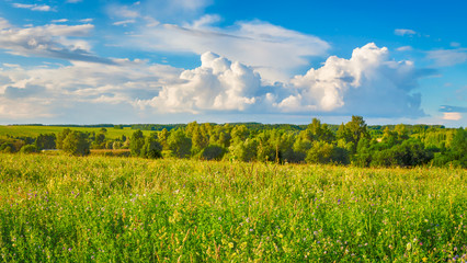 Rural landscape. Panorama