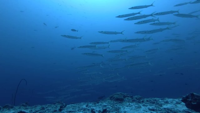 school of Bigeye Barracuda - Sphyraena forsteri and Grey reef shark - Carcharhinus amblyrhynchos swim in the blue water
