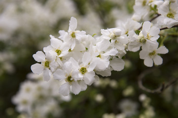 Kirschblüte; Ausschnitt