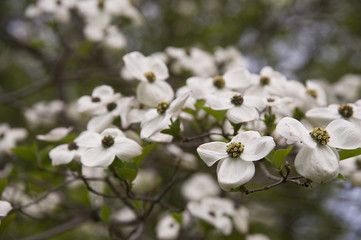 Blüten-Hartriegel; Blumen-Hartriegel; Baum