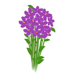 Spring bouquet of violet crocuses flowers isolated on white background. Flowers for woman gift. Vector illustration