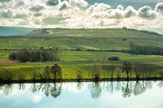 Moselle Landscape at Piesport vineyards spring Landscape © Alice_D
