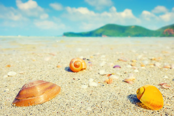 Fototapeta na wymiar Sea shells on the beach in summer