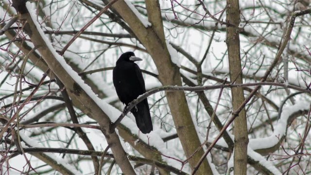 winter crows on a tree,One black raven sits on the branches in the winter