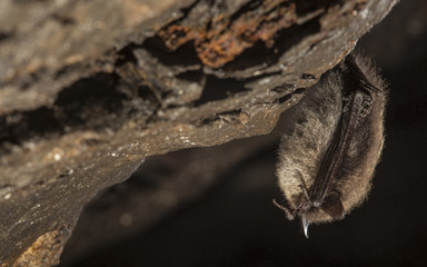 Close up small bat hanging on the wall of the stole. Diagonal composed wildlife photography.