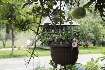 Mini colorful flower in hanging basket