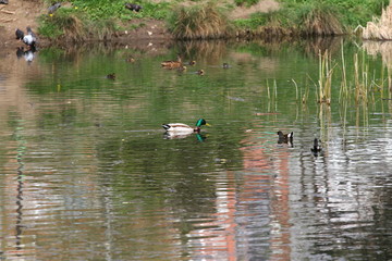 Wild ducks in the park. Mallard Duck in nature in the lake. Cover photo with ducks. Birds background. Fauna pattern. Birds and animals in wildlife. Mallard (Anas platyrhynchos) swimming