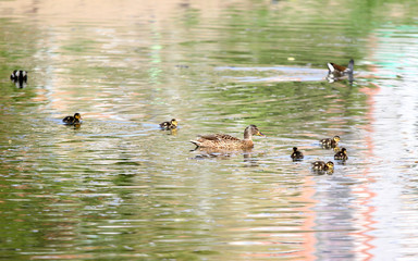 Wild ducks in the park in spring time. Mallard Duck in nature in the lake. Cover photo with ducks. Duck swimming with her baby ducklings in colorful green water of river or pond. Birds background. Fau