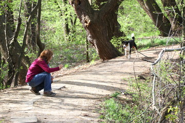Naklejka na ściany i meble Woman and dog in the forest