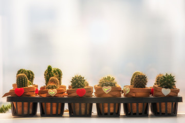 little cactus for decorated in front of the window with copy space.