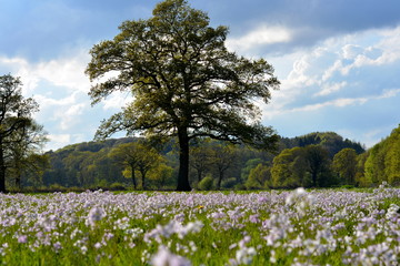 Baum Hintergrund  Wiese Blumenwiese