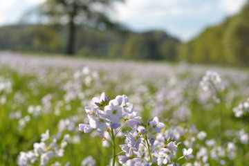 Fototapeta premium Blumenwiese Hintergrund 