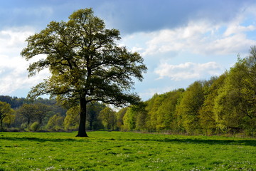 Fototapeta na wymiar Baum Wiese Hintergrund