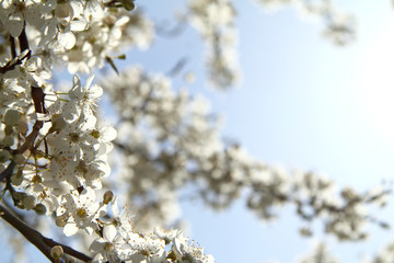 Fototapeta premium warming the arrival of spring/ blossoming flowers on cherry tree branches in the sunlight 