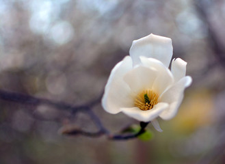 magnolia flower
