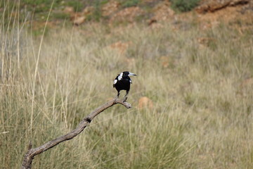 A Magpie on a branch