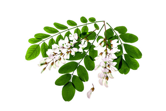 Green leaves of Acacia Acacia and white flowers on a white background